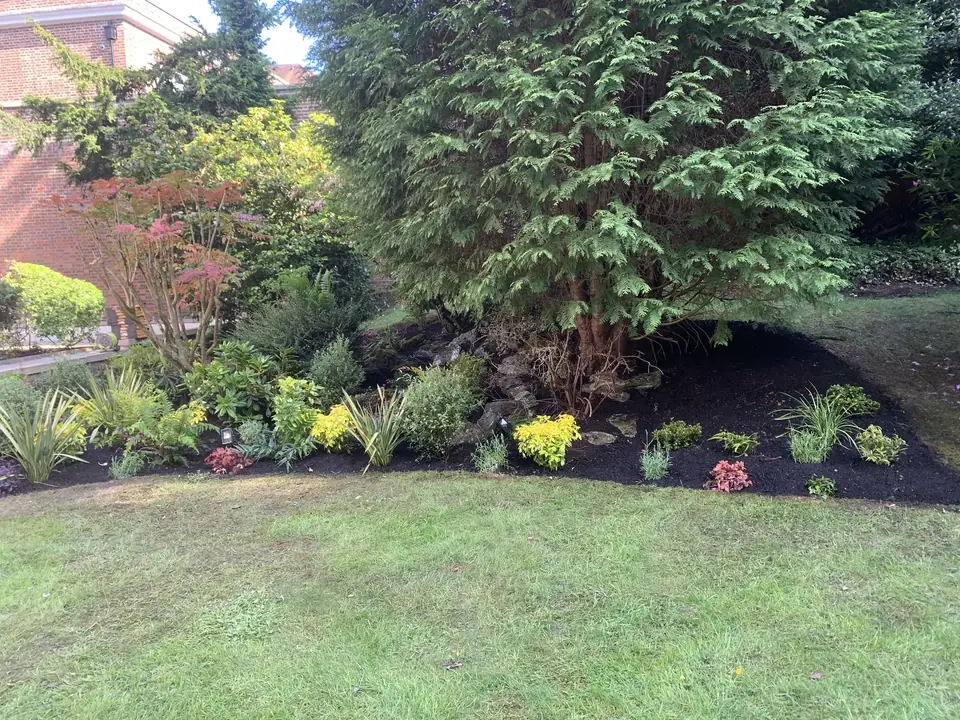 Mature trees and flowering plants in a garden border