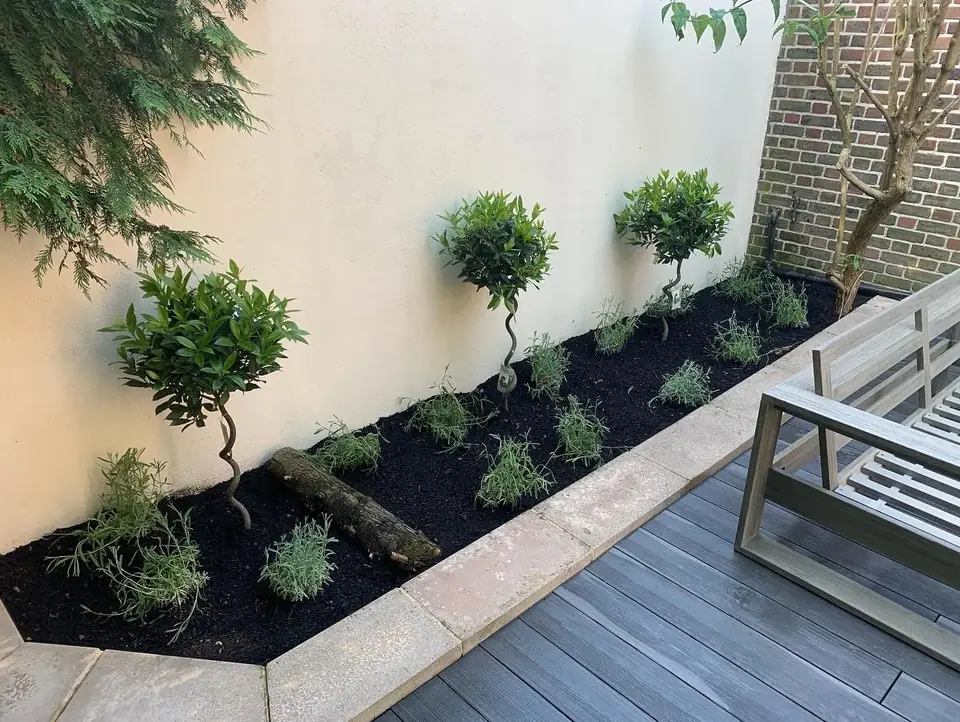 Raised planted border with shaped trees beside a garden deck